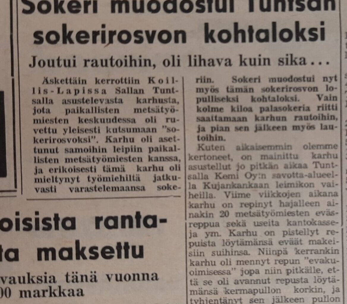 Vanhasta Vipusesta: Karhu repi kymmeniä savottamiesten reppuja Tuntsalla 60 vuotta sitten