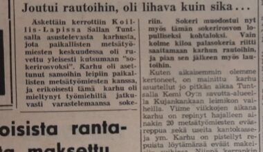 Vanhasta Vipusesta: Karhu repi kymmeniä savottamiesten reppuja Tuntsalla 60 vuotta sitten