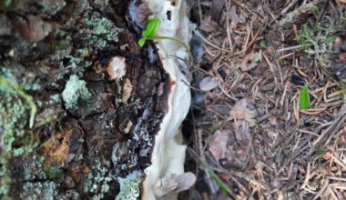 Bioblitz-tapahtumaan osallistuneet löysivät yhdessä vuorokaudessa yli 1500 eliölajia Tiilikkajärven kansallispuistosta