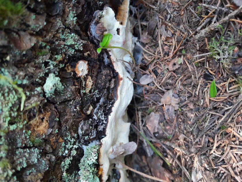 Bioblitz-tapahtumaan osallistuneet löysivät yhdessä vuorokaudessa yli 1500 eliölajia Tiilikkajärven kansallispuistosta