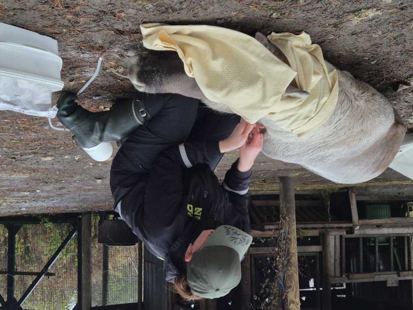Ähtärin eläinpuiston metsäpeurat uuteen kotiin