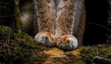 Ossi Saarisen ”Tassut” ja muut Vuoden Luontokuvat 2025 -voittajakuvat esillä Suomen luontokeskus Haltiassa