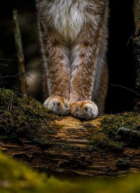 Ossi Saarisen ”Tassut” ja muut Vuoden Luontokuvat 2025 -voittajakuvat esillä Suomen luontokeskus Haltiassa