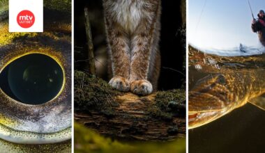 Vuoden Luontokuva 2025 on Ossi Saarisen ”Tassut” – katso kaikkien sarjojen voittajat
