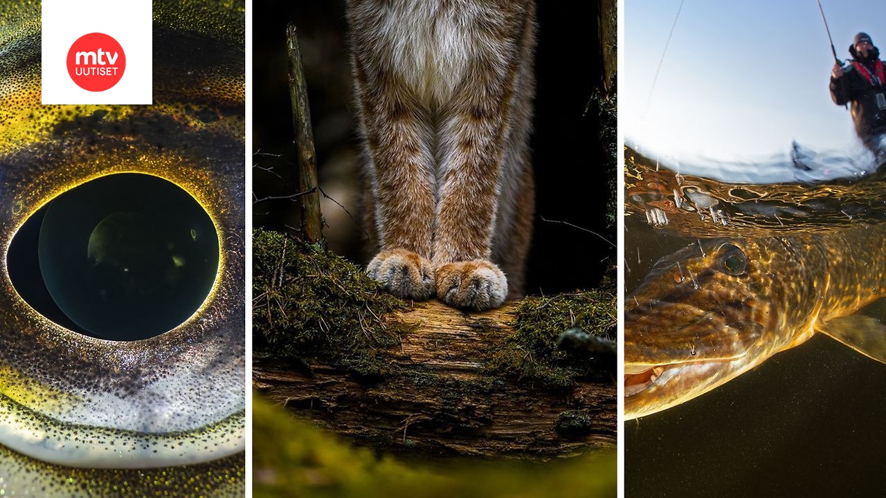 Vuoden Luontokuva 2025 on Ossi Saarisen ”Tassut” – katso kaikkien sarjojen voittajat