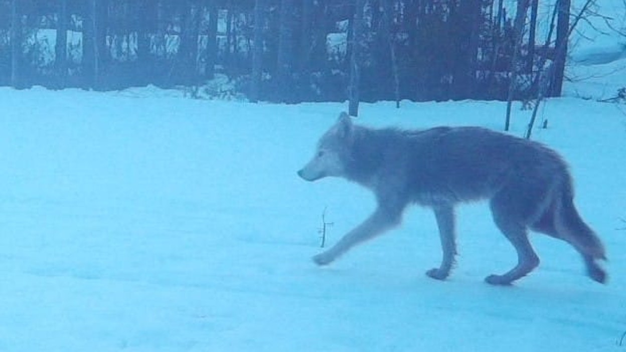 Kivesjärven reviirillä sudesta saatu riistakameran kuva.