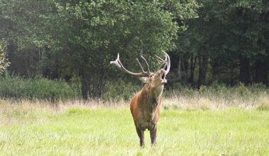 Avara luonto -dokumentti kulkee kauriiden mukana vuoden läpi
