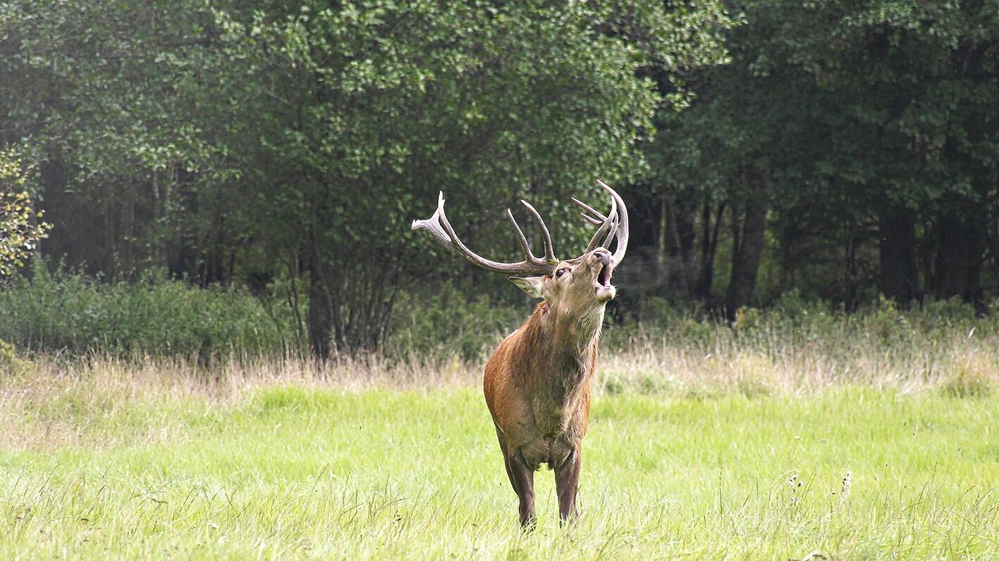 Avara luonto -dokumentti kulkee kauriiden mukana vuoden läpi