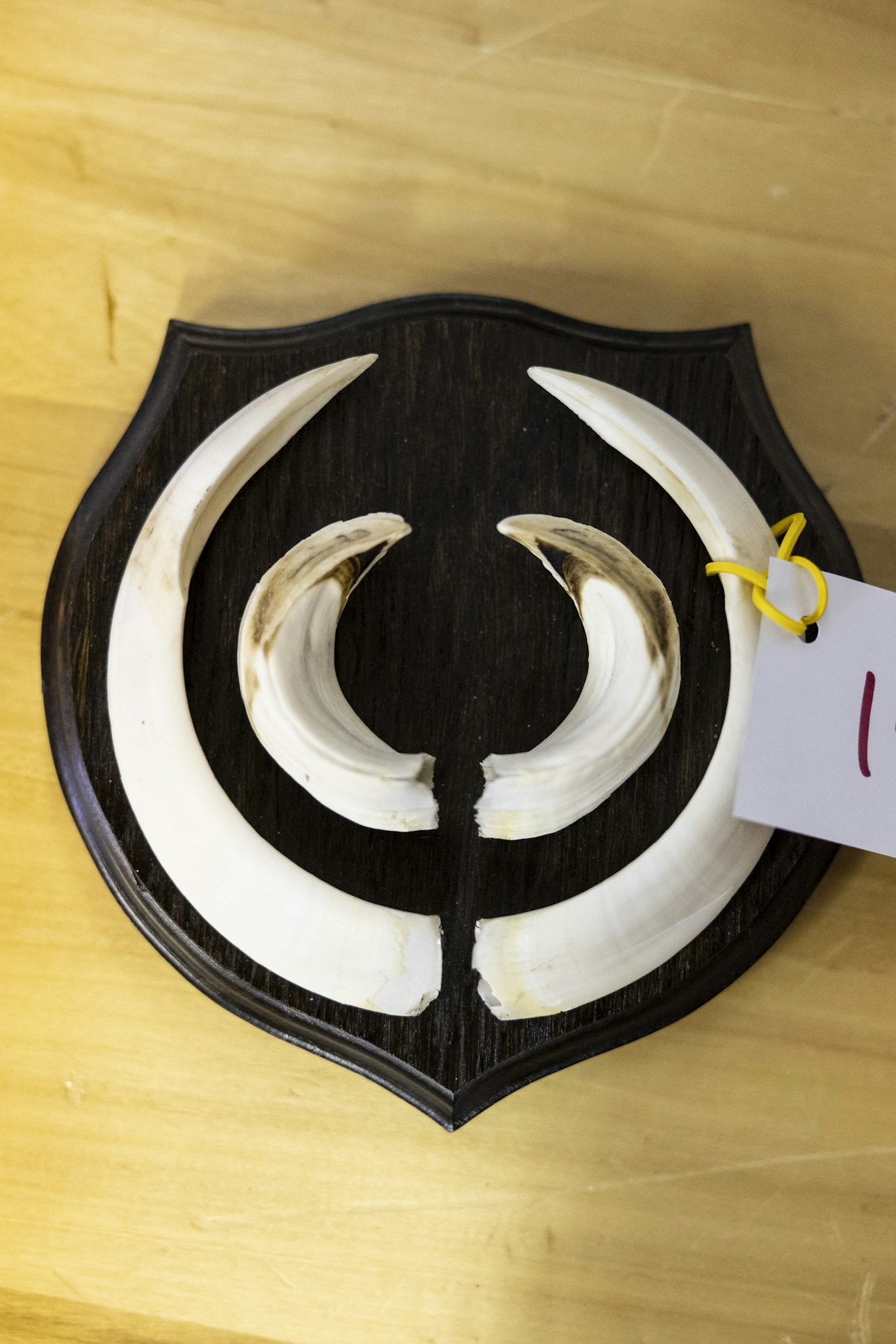 Villisian torahampaat esillä viime keväänä Urjalassa pidetyssä trofeearvostelussa.