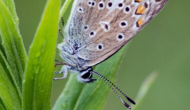Vanha kaatopaikka muuttui perhosten paratiisiksi Espoossa