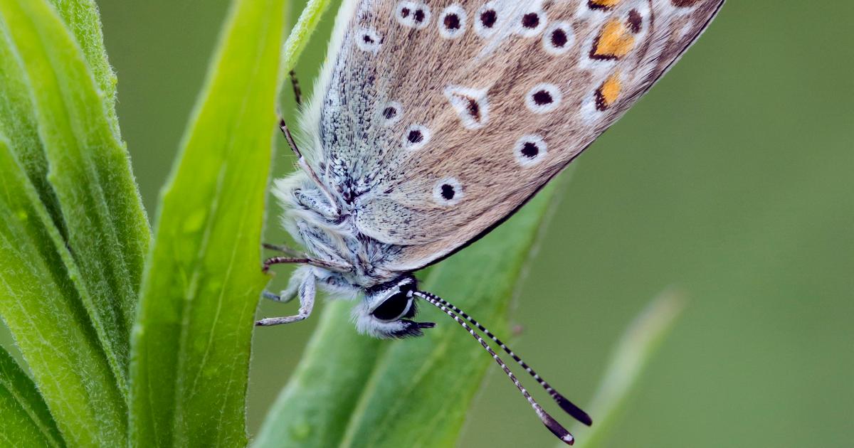 Vanha kaatopaikka muuttui perhosten paratiisiksi Espoossa