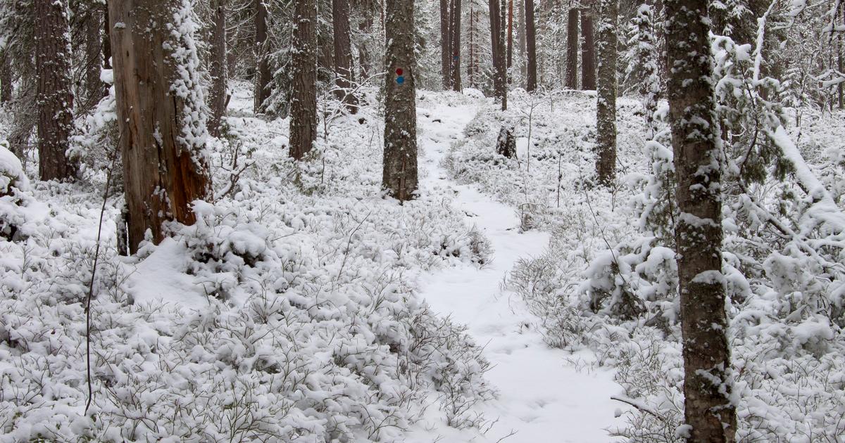 Ensilumi hidastaa maan jäätymistä ja suojaa kasveja ja eläimiä