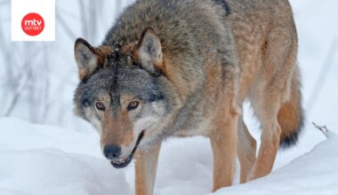 Suomen luonnonsuojeluliiton mukaan useita poikkeuslupia susien tappamiseksi on myönnetty tänä vuonna väärin perustein.