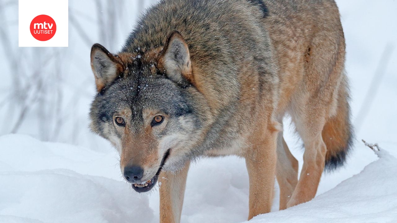 Suomen luonnonsuojeluliiton mukaan useita poikkeuslupia susien tappamiseksi on myönnetty tänä vuonna väärin perustein.