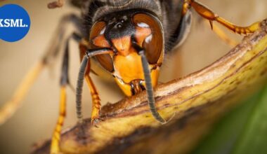 Herhiläisparvi tappoi köysiradalla olleen isän ja pojan | Uutissuomalainen