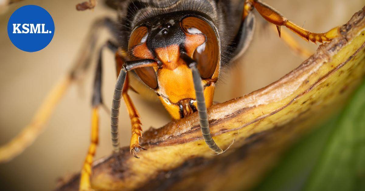 Herhiläisparvi tappoi köysiradalla olleen isän ja pojan | Uutissuomalainen