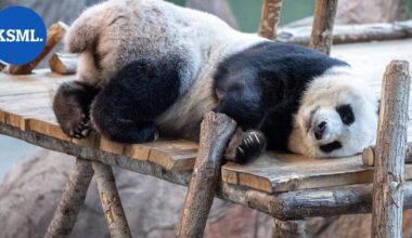 HS: Täällä Lumi ja Pyry asuvat | Uutissuomalainen