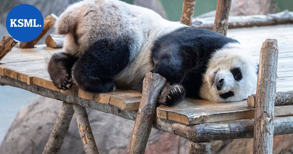 HS: Täällä Lumi ja Pyry asuvat | Uutissuomalainen