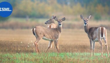 Valkohäntäpeura tippui jäiden läpi lampeen Kannonkoskella | Keski-Suomi