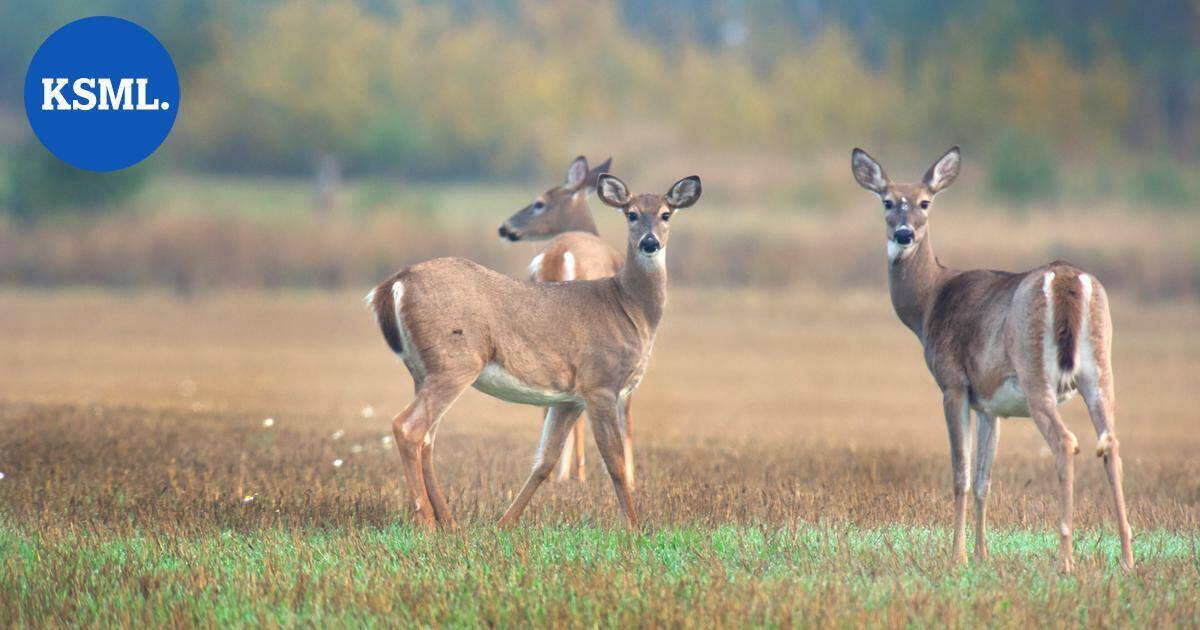 Valkohäntäpeura tippui jäiden läpi lampeen Kannonkoskella | Keski-Suomi