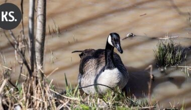 Valkoposkihanhi jumiutui sähkölankoihin Kouvolan Korialla | Paikalliset