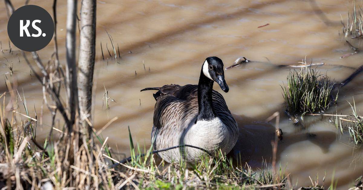 Valkoposkihanhi jumiutui sähkölankoihin Kouvolan Korialla | Paikalliset