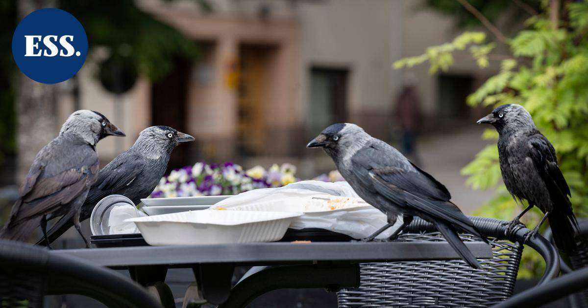 Lukijalta | Syksyn luontoääni Lahessa – muutosvastarinta ei itse muni vaan ilkkuu vieressä | Pääkirjoitus & mielipide
