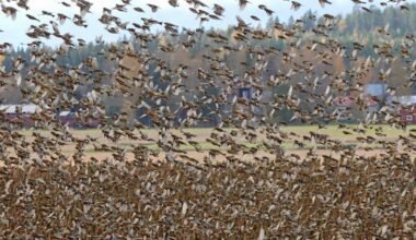 Luonnosta | Järripeipot pimensivät taivaan kuin heinäsirkkaparvi – Yhtä asiaa ihmettelin | Paikalliset