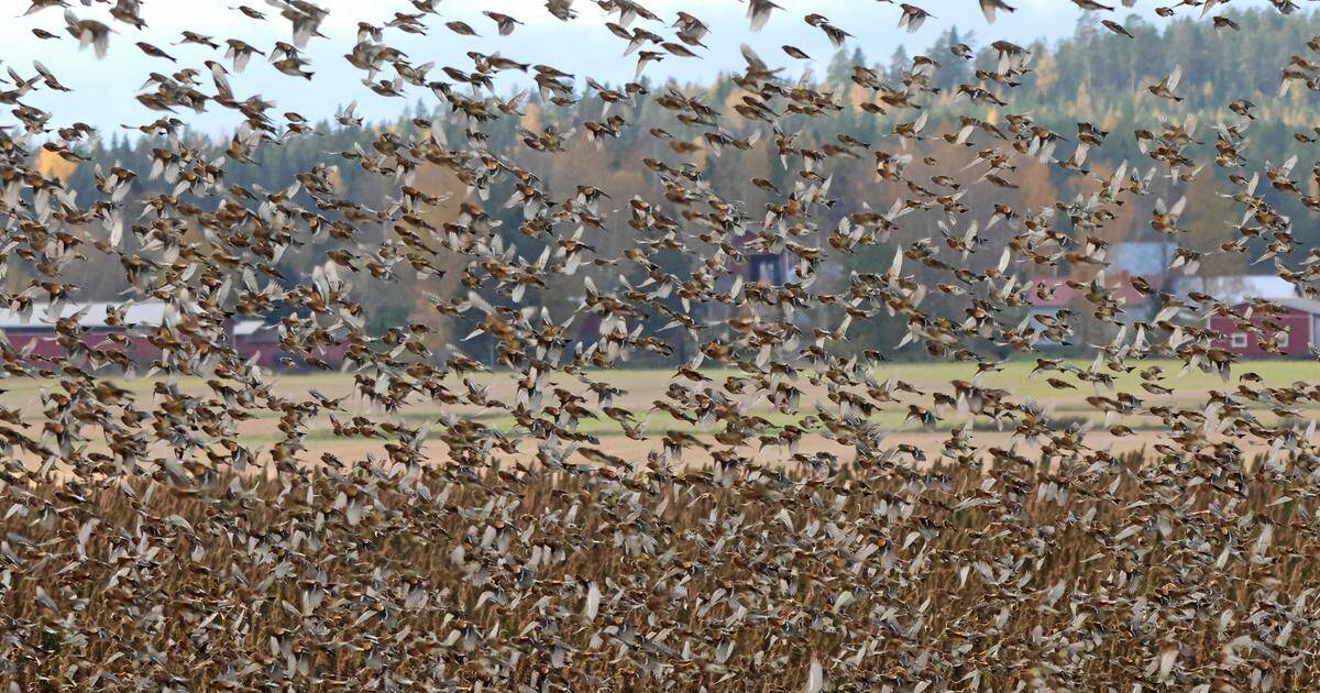 Luonnosta | Järripeipot pimensivät taivaan kuin heinäsirkkaparvi – Yhtä asiaa ihmettelin | Paikalliset
