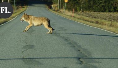 Suden epäillään hyökänneen ulkoiluttajan koiria kohti Forssan keskustassa – Poliisi kävi etsimässä sutta | Paikalliset