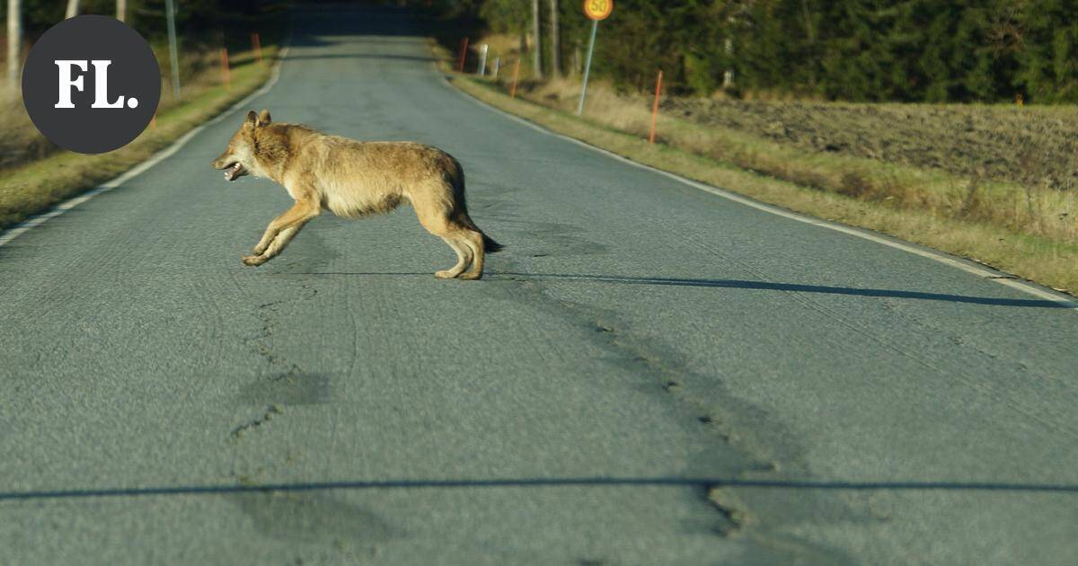 Suden epäillään hyökänneen ulkoiluttajan koiria kohti Forssan keskustassa – Poliisi kävi etsimässä sutta | Paikalliset