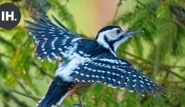 Luonto | Lokakuu kuuluu puunhakkaajille – tikat tuovat väriä syysluontoon | Paikalliset