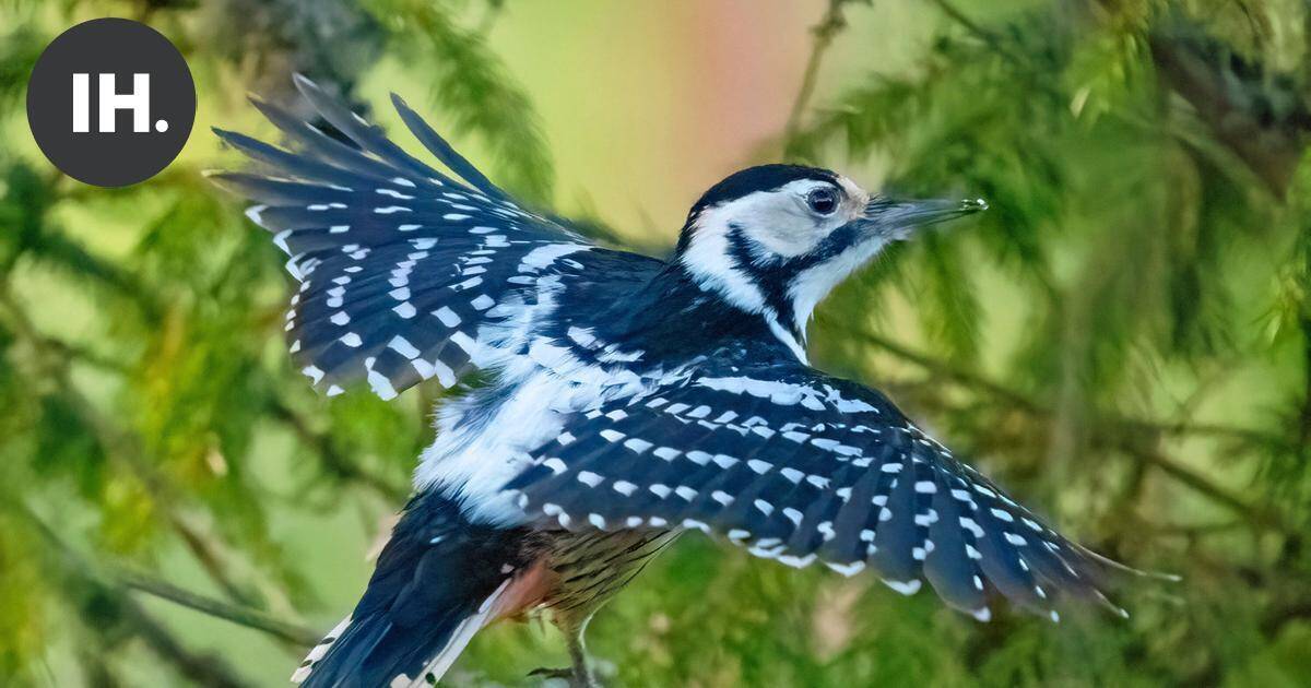 Luonto | Lokakuu kuuluu puunhakkaajille – tikat tuovat väriä syysluontoon | Paikalliset