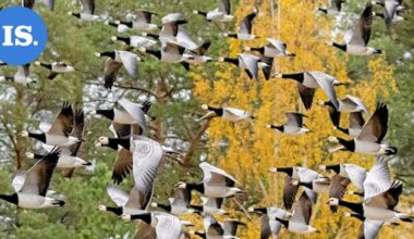 Lukijan luontokuvat | Kaunista ruskaa Savonlinnassa ja muita havaintoja – Katso kuvat! | Paikalliset