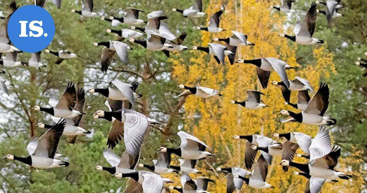 Lukijan luontokuvat | Kaunista ruskaa Savonlinnassa ja muita havaintoja – Katso kuvat! | Paikalliset