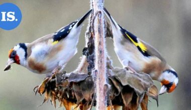 Lukijan luontokuvat | Pakkasen koristamia lehtiä, lintuja ja muita havaintoja – Katso runsas kuvakavalkadi! | Paikalliset