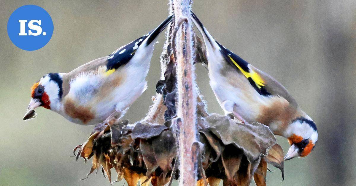 Lukijan luontokuvat | Pakkasen koristamia lehtiä, lintuja ja muita havaintoja – Katso runsas kuvakavalkadi! | Paikalliset