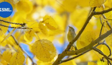 Luonto kuvaan | Kesken aamuaskareiden sain soiton ja päivä meni uusiksi – hippiäisuunilintu oli nähty Jyväskylässä | Teemat