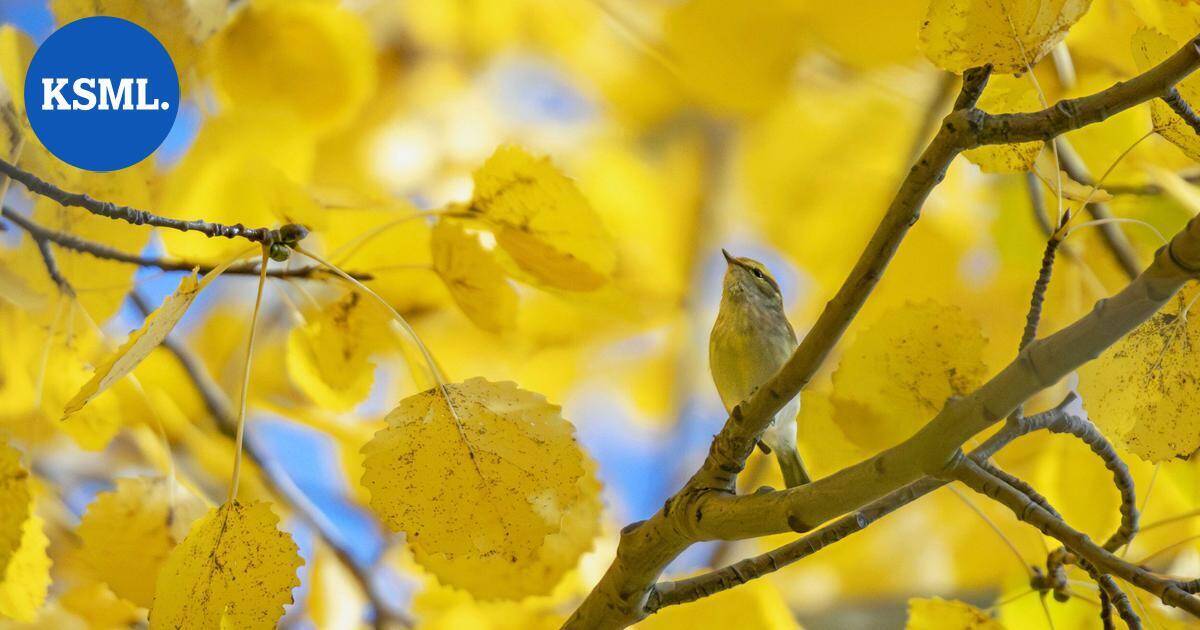 Luonto kuvaan | Kesken aamuaskareiden sain soiton ja päivä meni uusiksi – hippiäisuunilintu oli nähty Jyväskylässä | Teemat