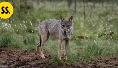 Suden jätösten kerääminen dna-tutkimusta varten alkaa tänään | Uutissuomalainen