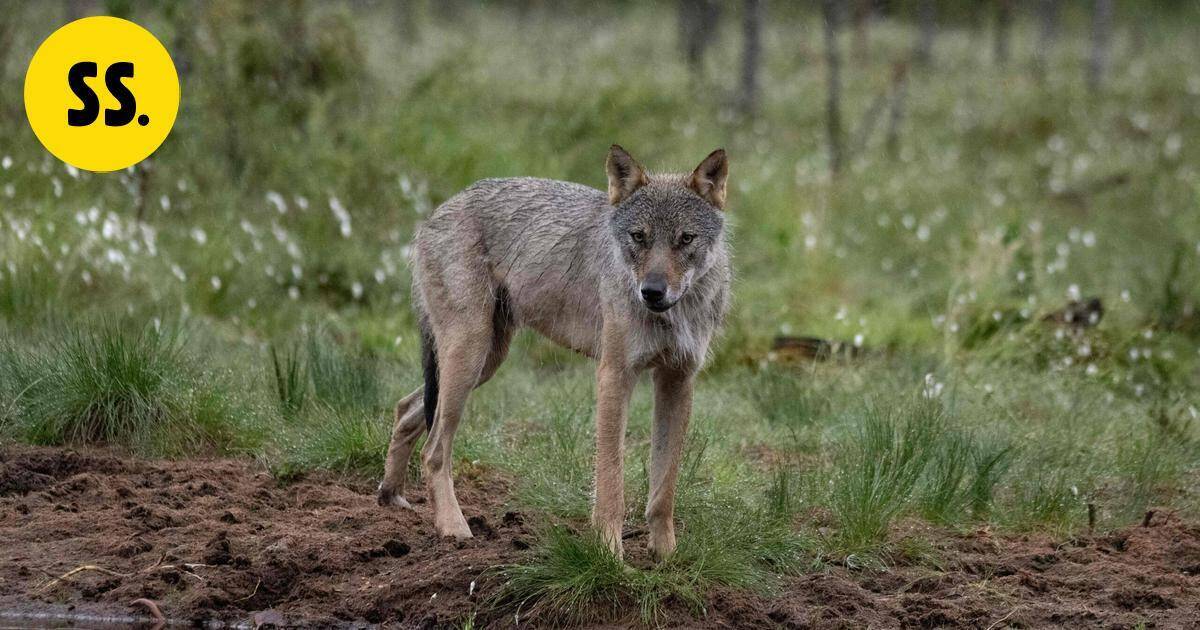 Suden jätösten kerääminen dna-tutkimusta varten alkaa tänään | Uutissuomalainen