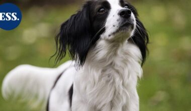 Roturisteytysprojekteilla halutaan parantaa ongelmiin ajautuneiden koirarotujen tilannetta – "Olemme tiennäyttäjiä siinä, mitä voimme tehdä rotujen tervehdyttämiseksi" | Uutissuomalainen