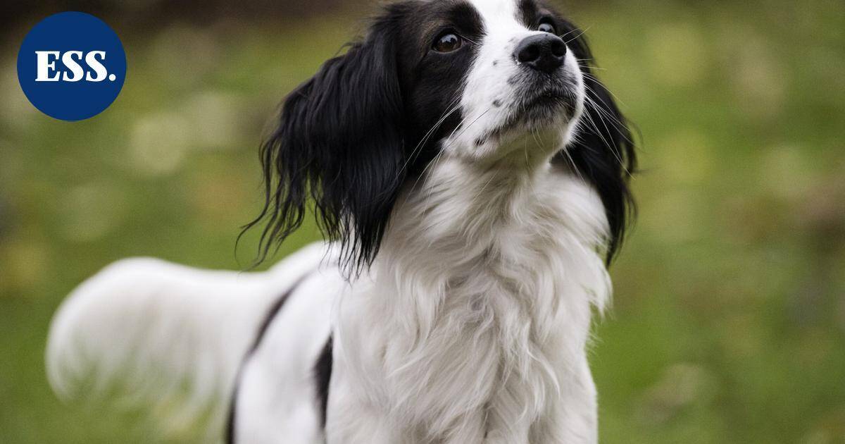 Roturisteytysprojekteilla halutaan parantaa ongelmiin ajautuneiden koirarotujen tilannetta – "Olemme tiennäyttäjiä siinä, mitä voimme tehdä rotujen tervehdyttämiseksi" | Uutissuomalainen