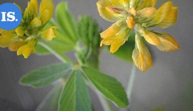 Lukijan luontokuvat | Marraskuun kukkasia ja jääpiikki – Katso kuvat! | Paikalliset