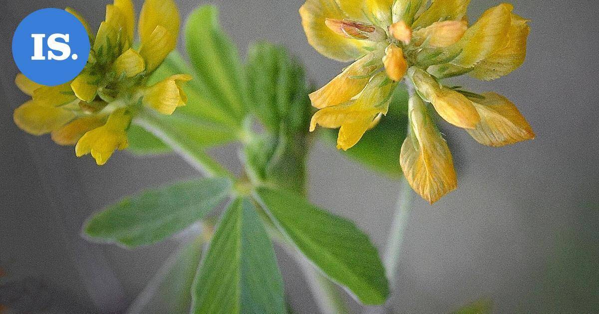 Lukijan luontokuvat | Marraskuun kukkasia ja jääpiikki – Katso kuvat! | Paikalliset