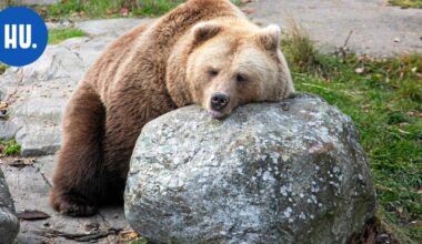 Korkeasaaren karhut väsähtivät jo lokakuun lopussa – yksi herkku piristi ennen talviunia | Paikalliset