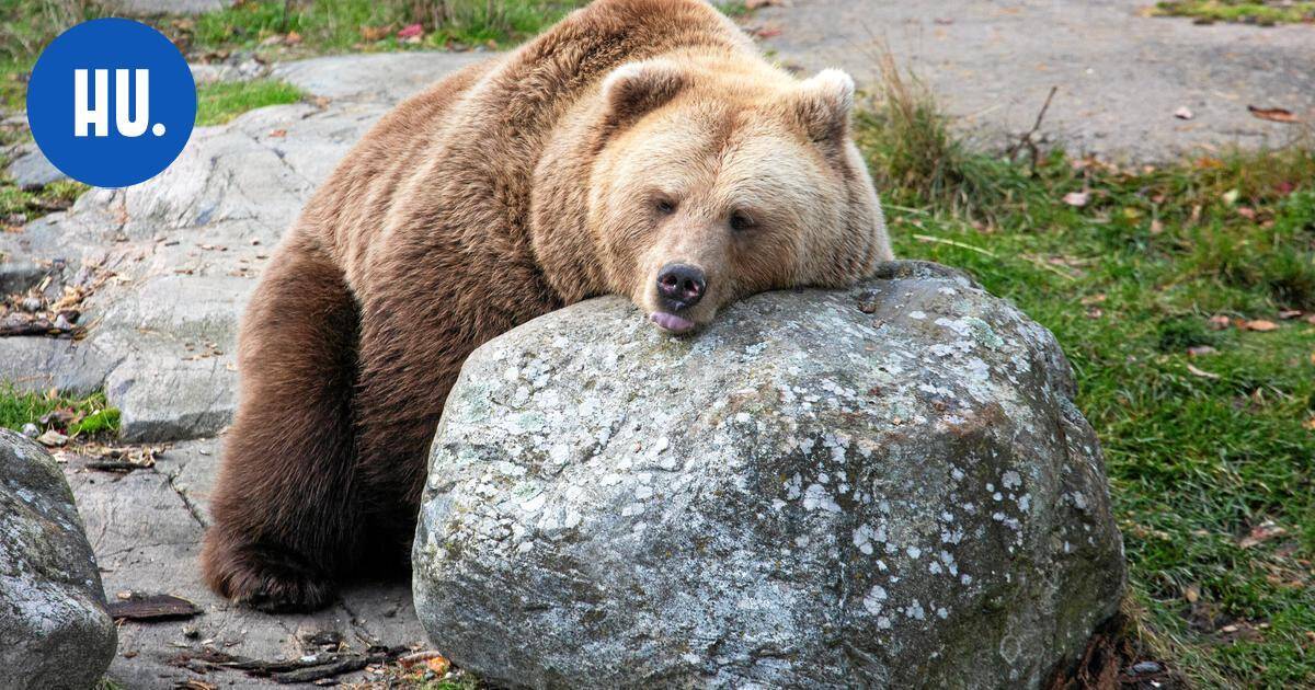 Korkeasaaren karhut väsähtivät jo lokakuun lopussa – yksi herkku piristi ennen talviunia | Paikalliset