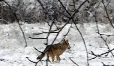 Katso videot! | Susi lönkytteli kaikessa rauhassa pihapiirissä Luolajassa | Paikalliset