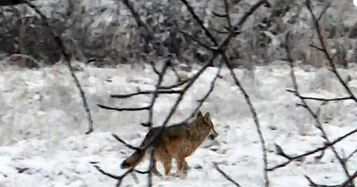 Katso videot! | Susi lönkytteli kaikessa rauhassa pihapiirissä Luolajassa | Paikalliset