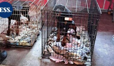 Huonosti hoidettu kennel Heinolassa johti eläintenpitokieltoon – koirat valtiolle | Päijät-Häme